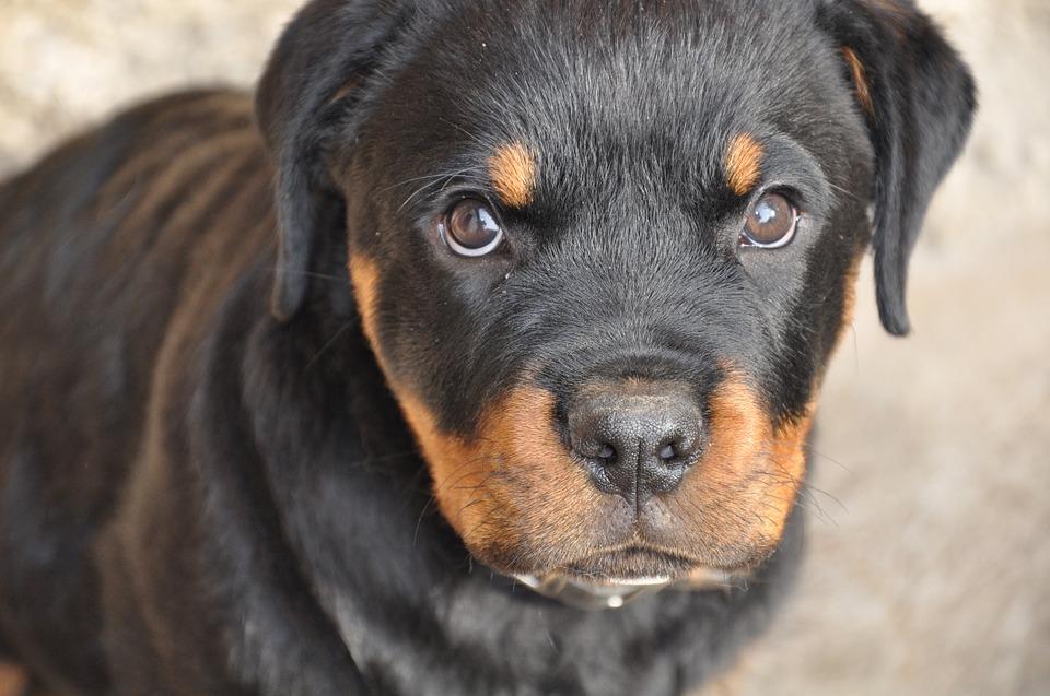 Rottwailer