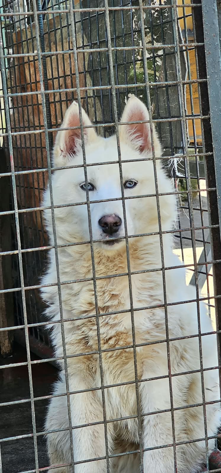 Perros siberianos Husky en Oferta