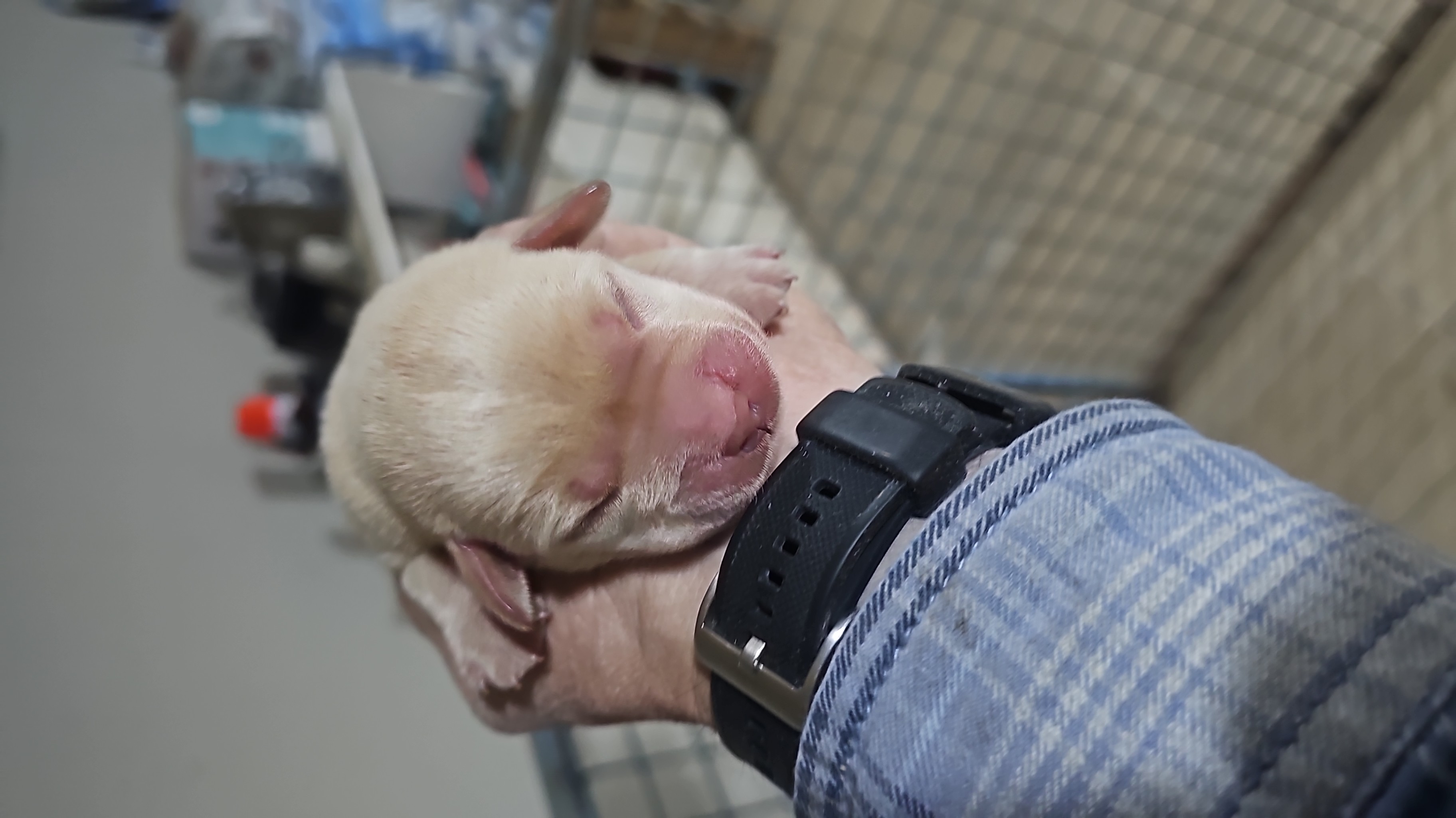 Labradores Retriever